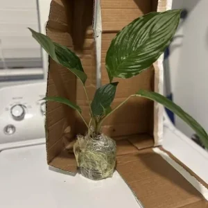 White Tacca Live Plant – White Bat Flower – Rare Tropical Beauty 4-6 Inches Tall - Image 7