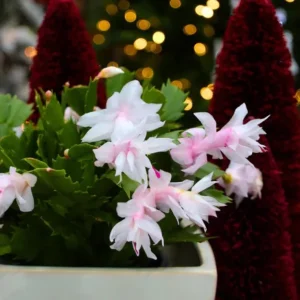 White Thanksgiving Cactus Live Plant – 8 Inch Tall – 6 Inch Pot – Indoor Holiday Succulent - Image 10