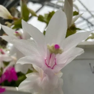 White Thanksgiving Cactus Live Plant – 8 Inch Tall – 6 Inch Pot – Indoor Holiday Succulent - Image 2