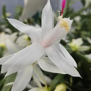 White Thanksgiving Cactus Live Plant – 8 Inch Tall – 6 Inch Pot – Indoor Holiday Succulent - Image 3