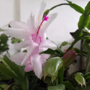 White Thanksgiving Cactus Live Plant – 8 Inch Tall – 6 Inch Pot – Indoor Holiday Succulent - Image 4
