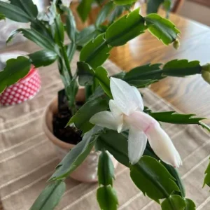 White Thanksgiving Cactus Live Plant – 8 Inch Tall – 6 Inch Pot – Indoor Holiday Succulent - Image 5