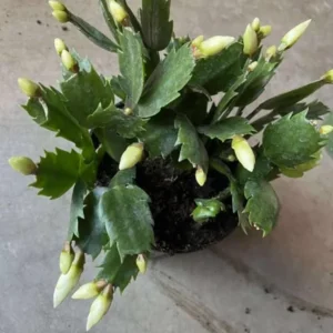 White Thanksgiving Cactus Live Plant – 8 Inch Tall – 6 Inch Pot – Indoor Holiday Succulent - Image 6