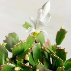 White Thanksgiving Cactus Live Plant – 8 Inch Tall – 6 Inch Pot – Indoor Holiday Succulent - Image 7