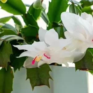 White Thanksgiving Cactus Live Plant – 8 Inch Tall – 6 Inch Pot – Indoor Holiday Succulent - Image 8