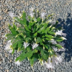 White Thanksgiving Cactus Live Plant – 8 Inch Tall – 6 Inch Pot – Indoor Holiday Succulent - Image 9