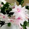 White Thanksgiving Cactus Live Plant – 8 Inch Tall – 6 Inch Pot – Indoor Holiday Succulent - Image 1