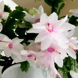 White Thanksgiving Cactus Live Plant – 8 Inch Tall – 6 Inch Pot – Indoor Holiday Succulent - Image 1