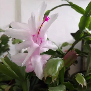 White Thanksgiving Cactus Live Plant – Holiday Succulent – 7 Inch Tall – 2 Inch Pot – Indoor - Image 2