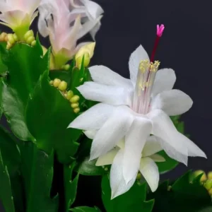 White Thanksgiving Cactus Live Plant – Holiday Succulent – 7 Inch Tall – 2 Inch Pot – Indoor - Image 3