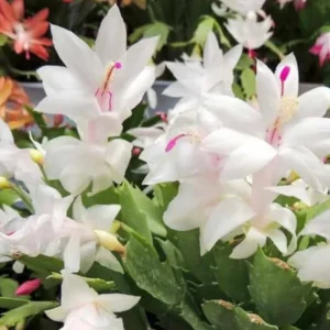 White Thanksgiving Cactus Live Plant – Holiday Succulent – 7 Inch Tall – 2 Inch Pot – Indoor - Image 4