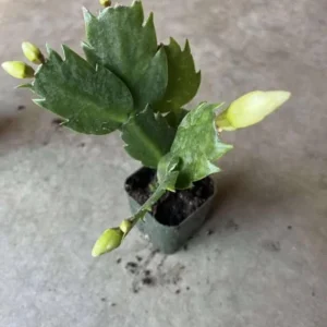 White Thanksgiving Cactus Live Plant – Holiday Succulent – 7 Inch Tall – 2 Inch Pot – Indoor - Image 5