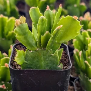 White Thanksgiving Cactus Live Plant – Holiday Succulent – 7 Inch Tall – 2 Inch Pot – Indoor - Image 6