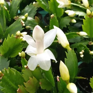 White Thanksgiving Cactus Live Plant – Holiday Succulent – 7 Inch Tall – 2 Inch Pot – Indoor - Image 7