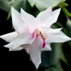 White Thanksgiving Cactus Live Plant – Holiday Succulent – 7 Inch Tall – 2 Inch Pot – Indoor - Image 1