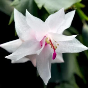 White Thanksgiving Cactus Live Plant – Holiday Succulent – 7 Inch Tall – 2 Inch Pot – Indoor - Image 1