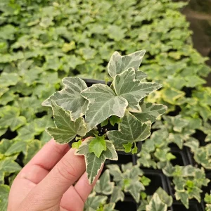 White Variegated English Ivy Live Plant - Hedera helix Indoor Houseplant - 3 or 6 Inch Pot - Image 2