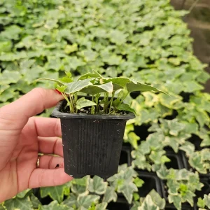 White Variegated English Ivy Live Plant - Hedera helix Indoor Houseplant - 3 or 6 Inch Pot - Image 3