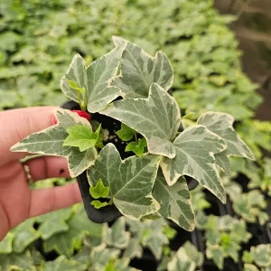 White Variegated English Ivy Live Plant - Hedera helix Indoor Houseplant - 3 or 6 Inch Pot - Image 4