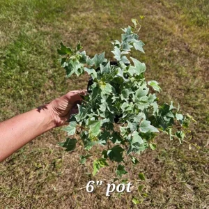 White Variegated English Ivy Live Plant - Hedera helix Indoor Houseplant - 3 or 6 Inch Pot - Image 5