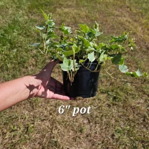 White Variegated English Ivy Live Plant - Hedera helix Indoor Houseplant - 3 or 6 Inch Pot - Image 6