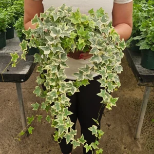White Variegated English Ivy Live Plant - Hedera helix Indoor Houseplant - 3 or 6 Inch Pot - Image 1