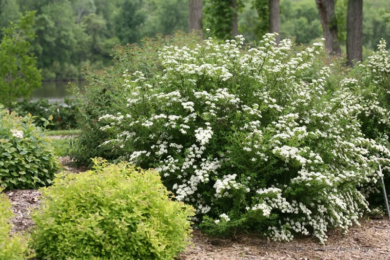 White Wedding Cake Spirea Cuttings Set of 10 Unrooted Perennial Bush 6-8 Inches Outdoor - Image 1