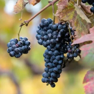 Wild Grape Bare Roots - Set of 2 Grape Tree Seedlings, 1-2 ft Tall, Sweet Fruit Vine - Image 2