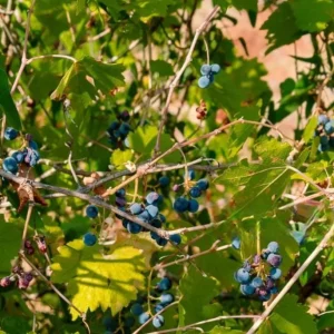 Wild Grape Bare Roots - Set of 2 Grape Tree Seedlings, 1-2 ft Tall, Sweet Fruit Vine - Image 3