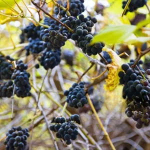 Wild Grape Bare Roots - Set of 2 Grape Tree Seedlings, 1-2 ft Tall, Sweet Fruit Vine - Image 4