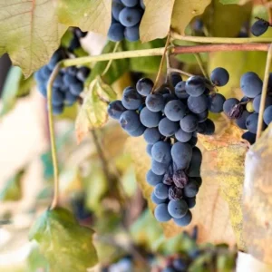 Wild Grape Bare Roots - Set of 2 Grape Tree Seedlings, 1-2 ft Tall, Sweet Fruit Vine - Image 5