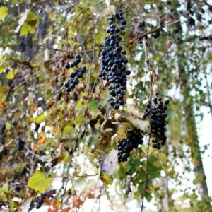 Wild Grape Bare Roots - Set of 2 Grape Tree Seedlings, 1-2 ft Tall, Sweet Fruit Vine - Image 6