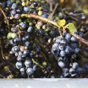 Wild Grape Bare Roots - Set of 2 Grape Tree Seedlings, 1-2 ft Tall, Sweet Fruit Vine - Image 7