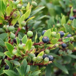 Wild Huckleberry Live Plant - 3-6 inch Tall, 3 inch Pot - Edible Berry Shrub - Image 2