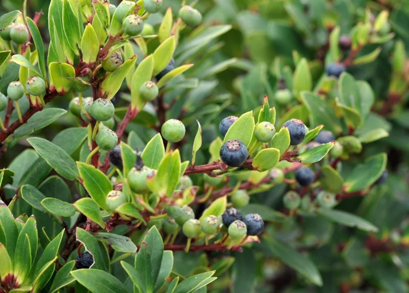 Wild Huckleberry Live Plant - 3-6 inch Tall, 3 inch Pot - Edible Berry Shrub - Image 2