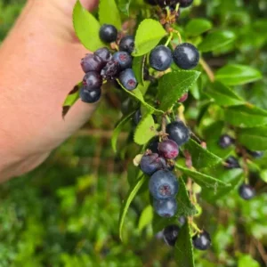 Wild Huckleberry Live Plant - 3-6 inch Tall, 3 inch Pot - Edible Berry Shrub - Image 3