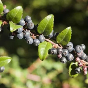 Wild Huckleberry Live Plant - 3-6 inch Tall, 3 inch Pot - Edible Berry Shrub - Image 4