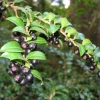 Wild Huckleberry Live Plant - 3-6 inch Tall, 3 inch Pot - Edible Berry Shrub - Image 1