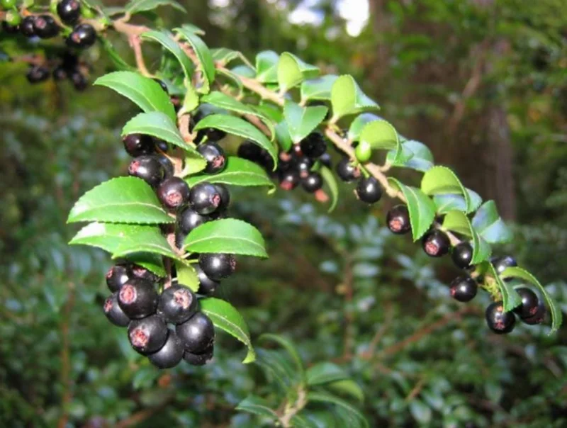 Wild Huckleberry Live Plant - 3-6 inch Tall, 3 inch Pot - Edible Berry Shrub - Image 1