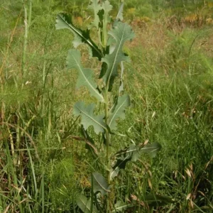 Wild Lettuce Live Plant – Edible Garden Plant – 4 Inch Pot – Easy Grow - Image 10
