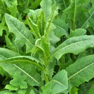 Wild Lettuce Live Plant – Edible Garden Plant – 4 Inch Pot – Easy Grow - Image 2