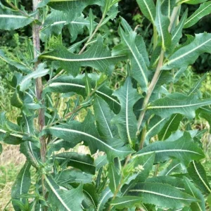 Wild Lettuce Live Plant – Edible Garden Plant – 4 Inch Pot – Easy Grow - Image 3