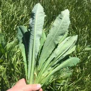 Wild Lettuce Live Plant – Edible Garden Plant – 4 Inch Pot – Easy Grow - Image 4