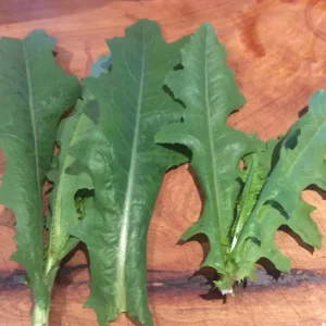 Wild Lettuce Live Plant – Edible Garden Plant – 4 Inch Pot – Easy Grow - Image 5