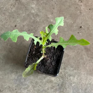 Wild Lettuce Live Plant – Edible Garden Plant – 4 Inch Pot – Easy Grow - Image 6