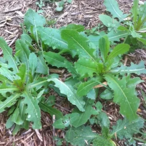 Wild Lettuce Live Plant – Edible Garden Plant – 4 Inch Pot – Easy Grow - Image 7