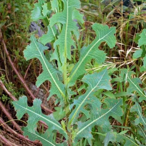 Wild Lettuce Live Plant – Edible Garden Plant – 4 Inch Pot – Easy Grow - Image 8