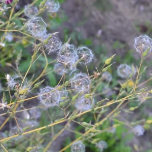Wild Lettuce Live Plant – Edible Garden Plant – 4 Inch Pot – Easy Grow - Image 9