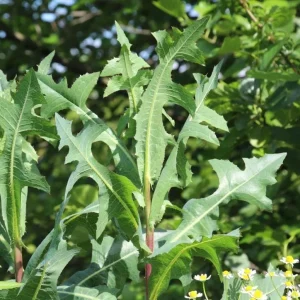 Wild Lettuce Live Plant – Edible Garden Plant – 4 Inch Pot – Easy Grow - Image 1