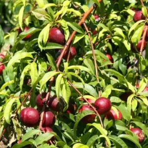 Wild Plum Cuttings – Prunus americana – Set of 12 Unrooted Cuttings – Outdoor - Image 4